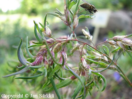 Poa alpina var. vivipara, tunturinurmikka